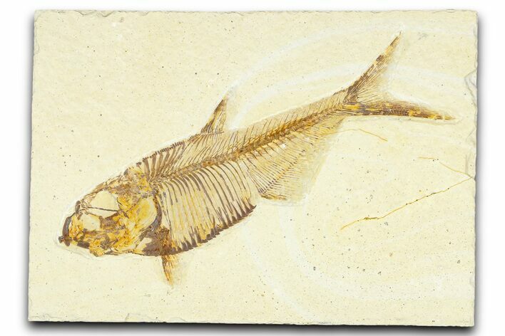Detailed Fossil Fish (Diplomystus) - Wyoming #367565